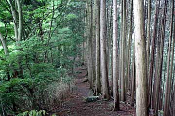 棒ノ折山稜線