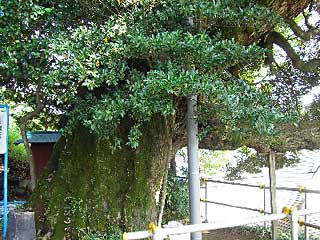 師岡神社シイノキ