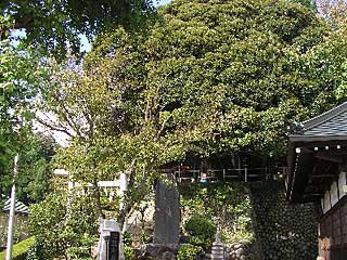 師岡神社遠景