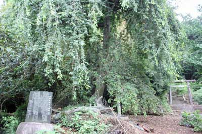 熊野神社青柳糸桜