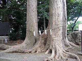 熊野神社夫婦欅