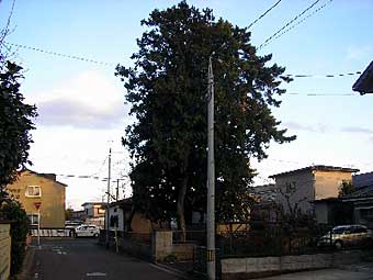 熊野神社松