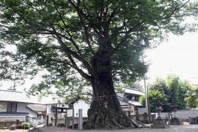 早尾神社の大ケヤキ