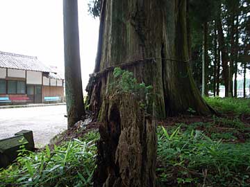 十二所神社ご神木