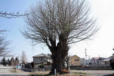 井野神社大イチョウ