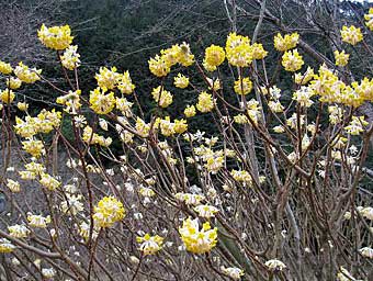 ミツマタの花