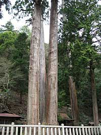 熊野神社杉