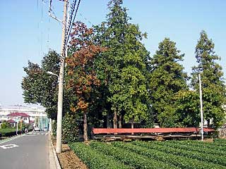 熊野神社遠景