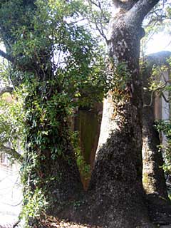 熊野神社クスノキ