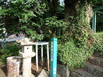 熊野神社の藤