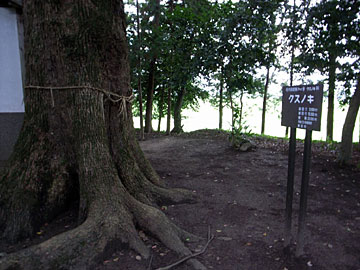 十二神社クスノキ