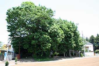 熊野神社遠景