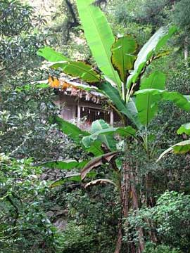 熊野神社拝殿