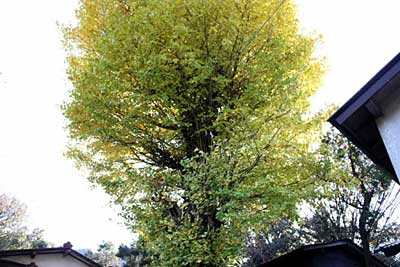 熊野神社イチョウ