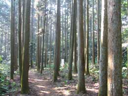 熊野神社参道