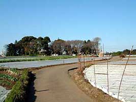 大熊杉山神社