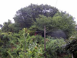 熊野神社遠景