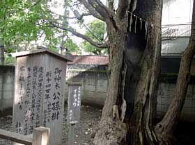 熊野神社御神木